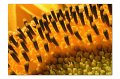 Sonnenblume M 02